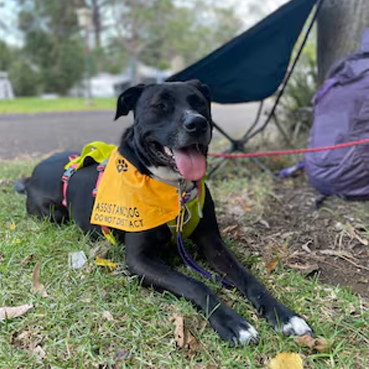 Pets - Bandanas, Assistance Dog