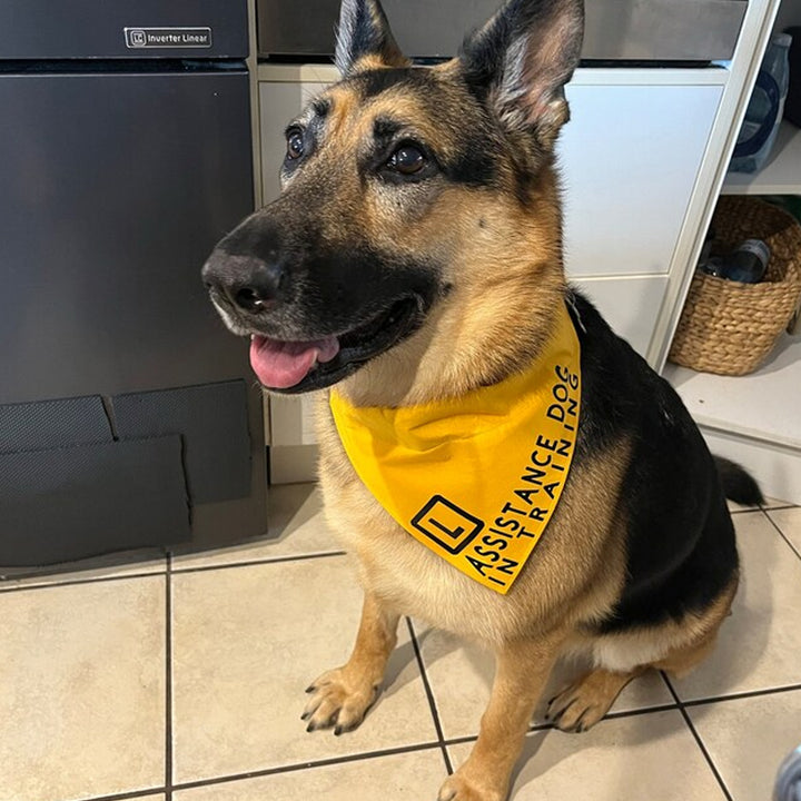 Pets - Bandanas, Assistance Dog In Training - L Plate