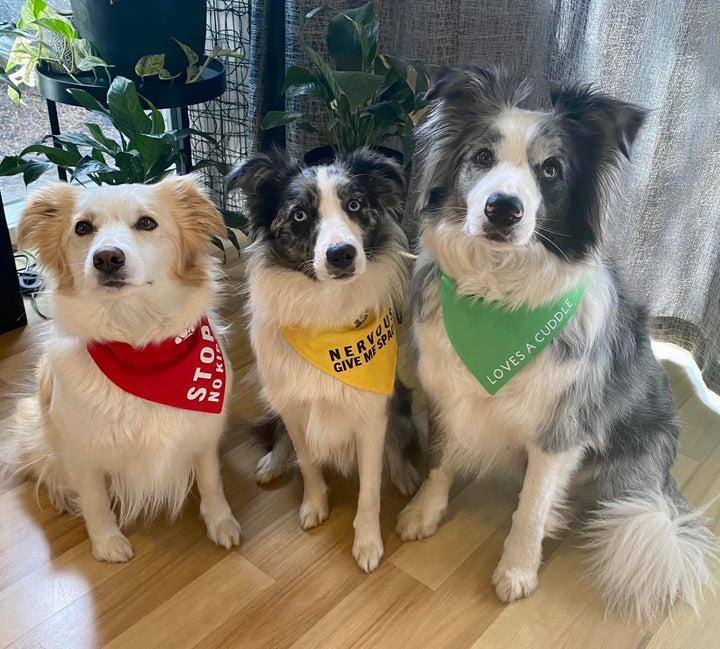 Pets - Bandanas, In Training