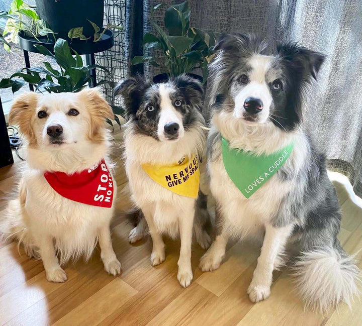 Pets - Bandanas, Do Not Pat